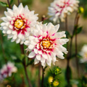 dahlia bloemen