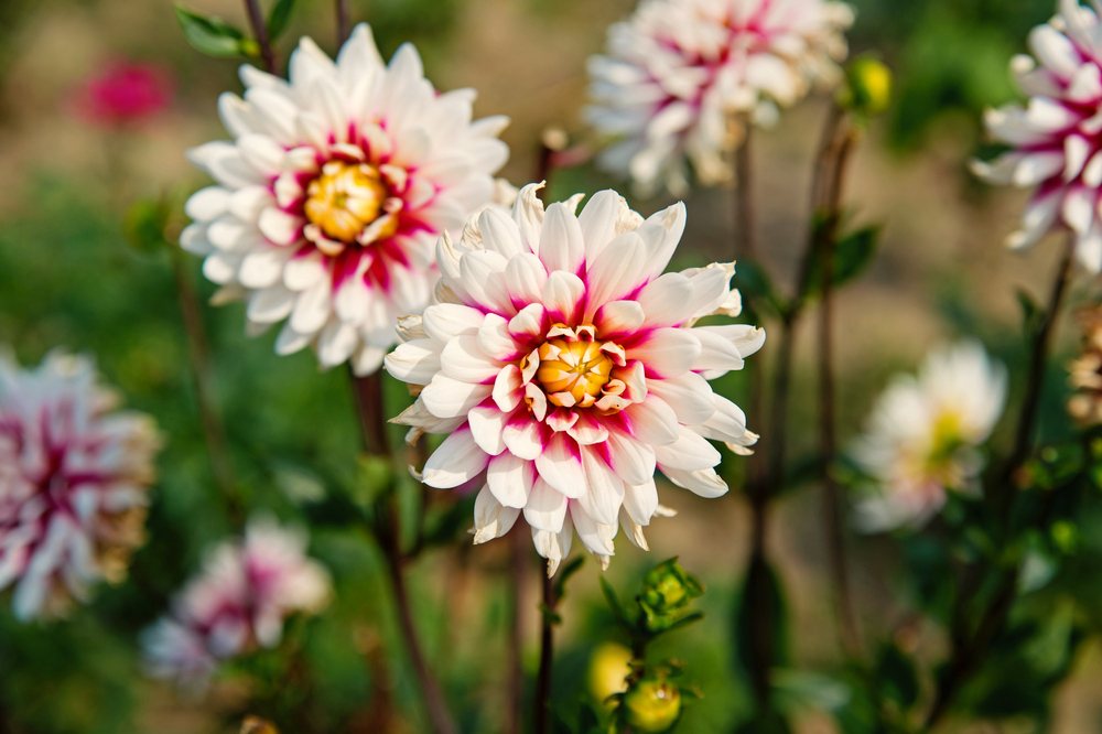 dahlia bloemen