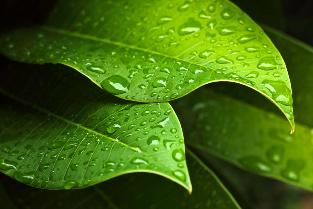Groene bladeren
